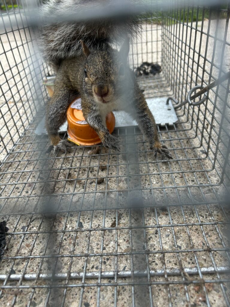 Wildlife Control Merrillville
