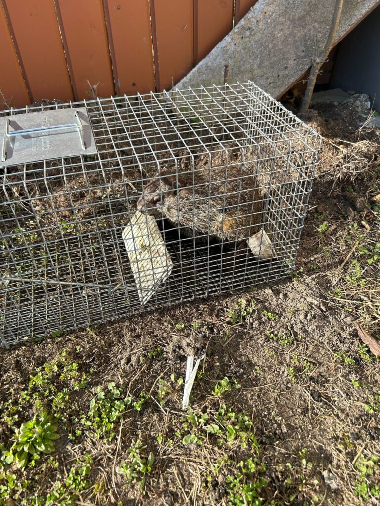 Wildlife Control Merrillville