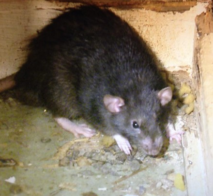 Wildlife Control Merrillville