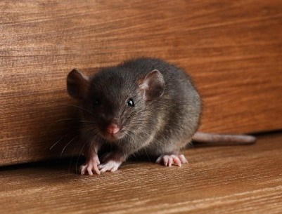 Wildlife Control Merrillville